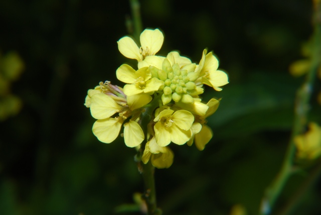 Brassicacea - Rapistrum cfr.rugosum